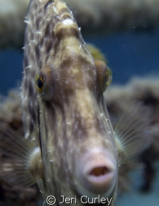 This filefish was a little curious about the reflection i... by Jeri Curley 
